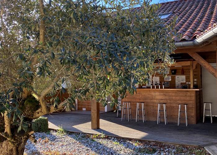 Olivier dans la cour