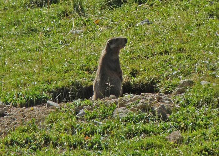 La colline aux marmottes
