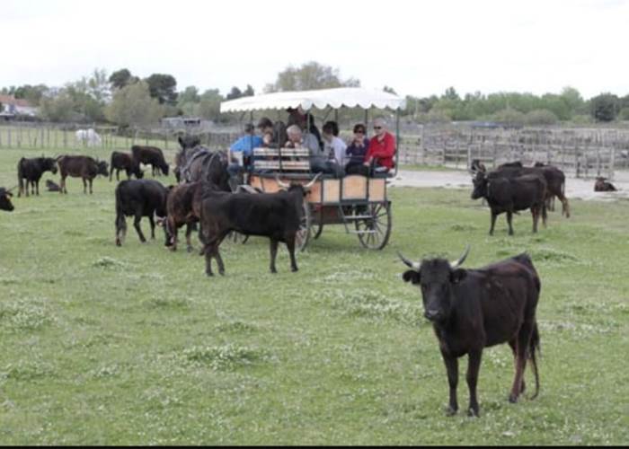 Au coeur du troupeau
