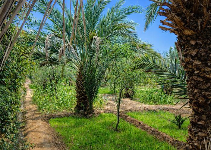 La palmeraie de Hassilabied