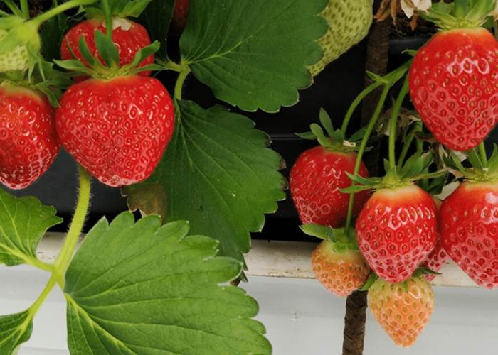 Les Fraises production Baie de Somme...