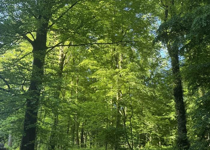 Foret du Val Saint Pierre