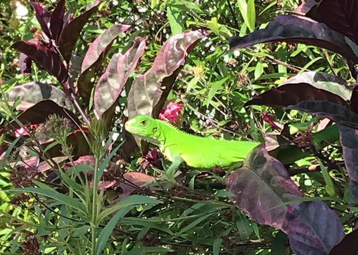 Iguane House villas & Micro Spa l'iguane notre locataire mascotte