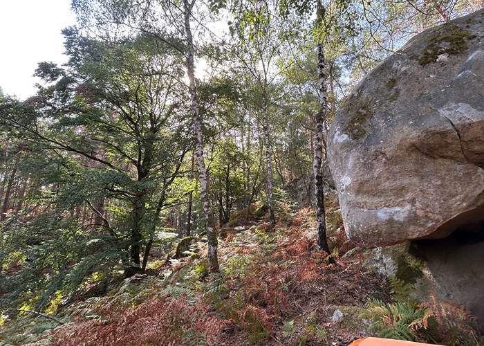 Autumn start in Apremont Bizons