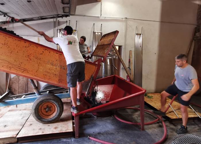 Les vendanges chez Pierre Fil