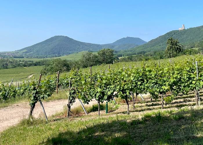 Les vignes