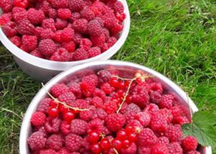 framboises du jardin