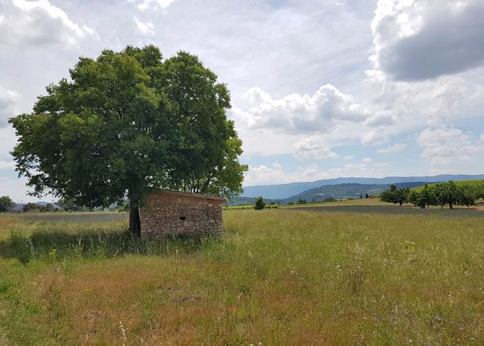 Cabanon_et_arbre_provence_luberon_st_saturnin_les_apt