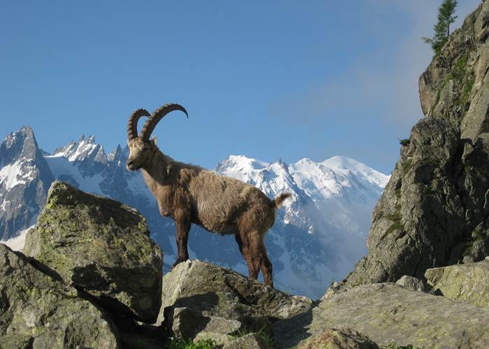 Chamonix Mont Blanc valley