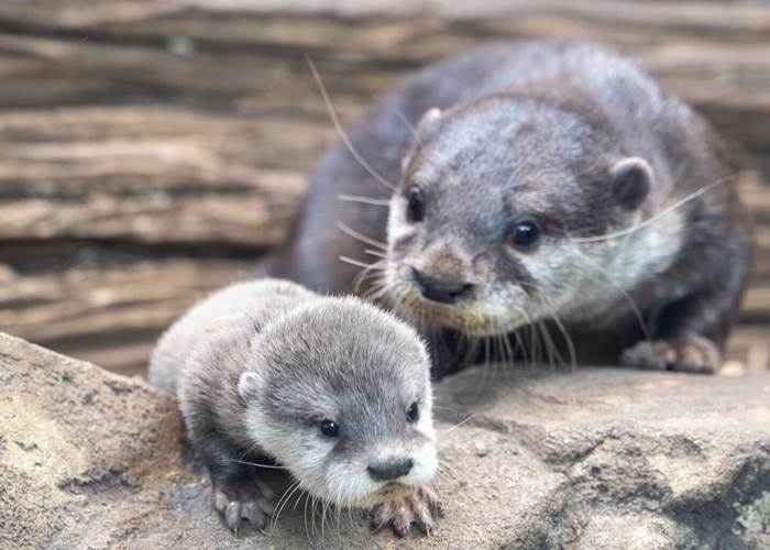 Loutre nature natura 2000 animaux faune correze