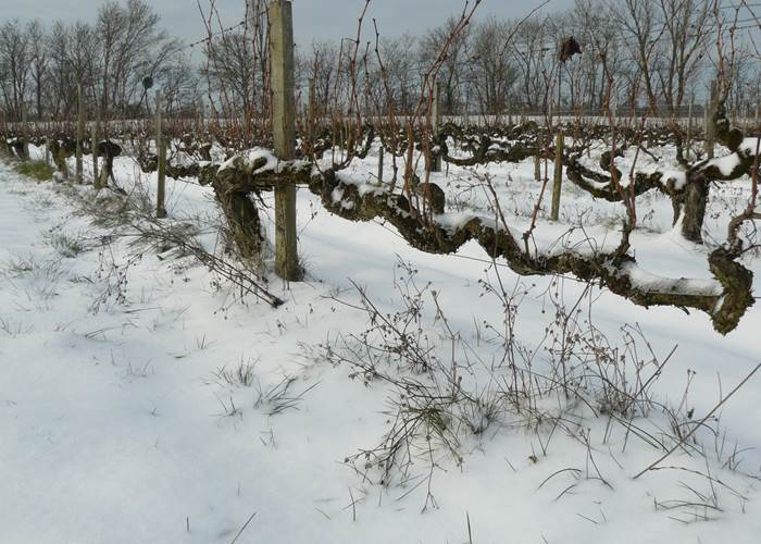 Vignoble, Bio, Biodynamie, Nature, Vins, Domaine, Visite, Dégustation