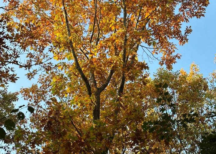 Les bois à proximité de Hourpes