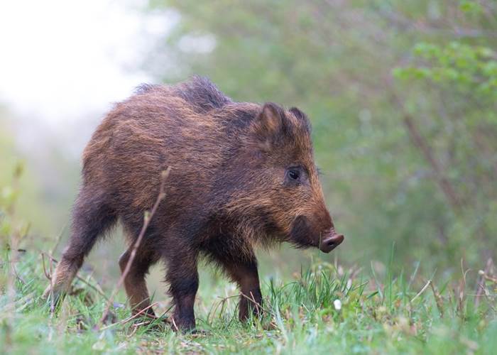 Sanglier
