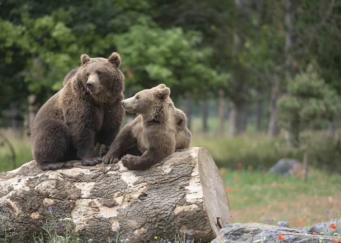 Ours bruns - Domaine des Grottes de Han