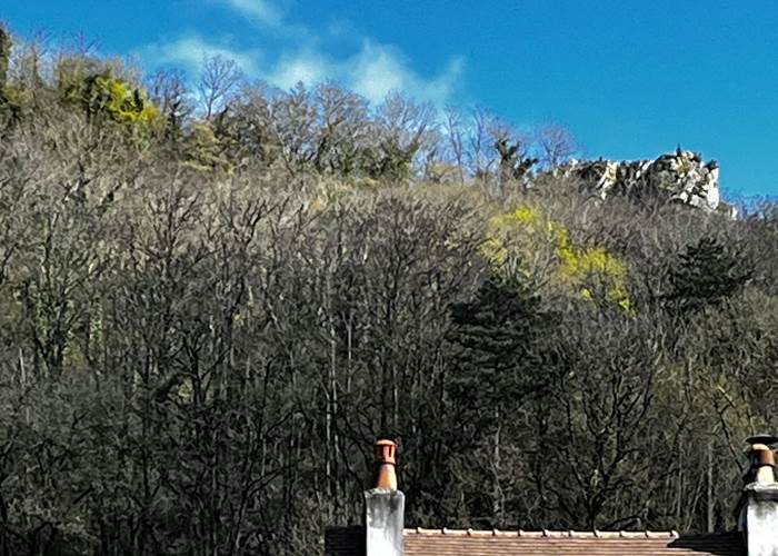 Premières feuilles sur les coteaux