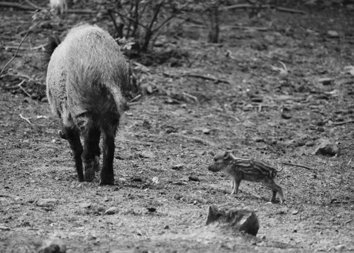 Vacances en famille en Aveyron avec vue sur le parc animalier à Montrozier