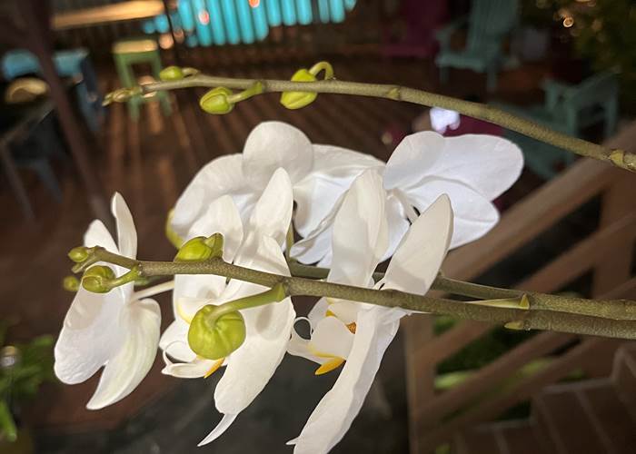 orchidée