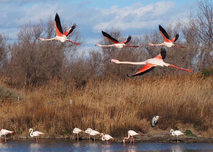 Camargue