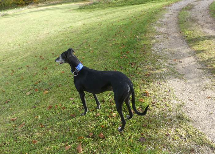 Ebeno Gravier Gramat