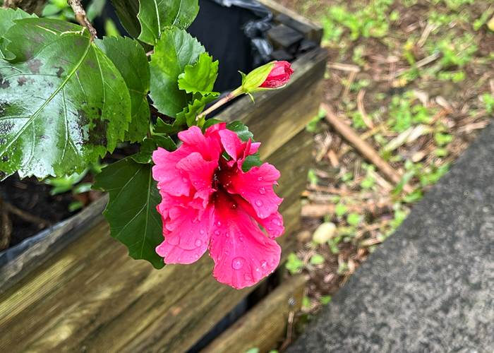 fleur d'hibiscus