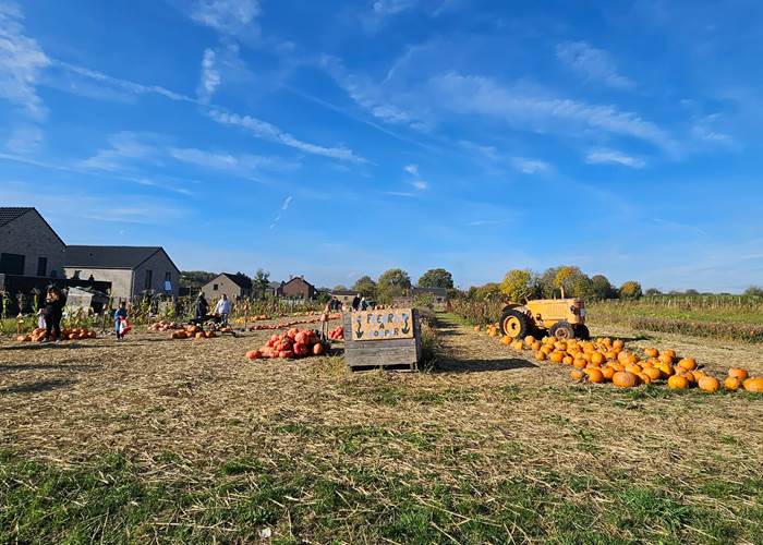 Citrouilles à Leernes