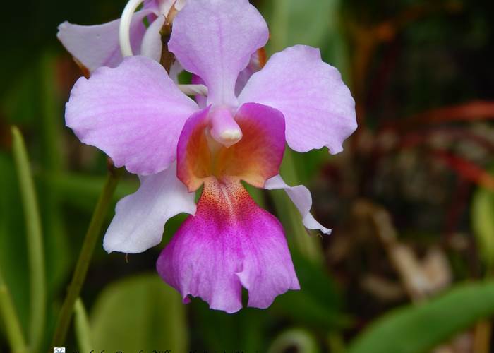 Jardin Boraha Village Ile Ste Marie Madagascar 11