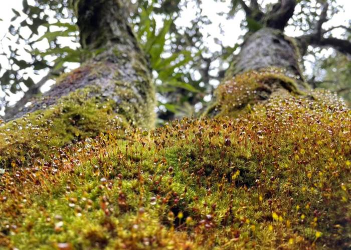 Se confier à la nature