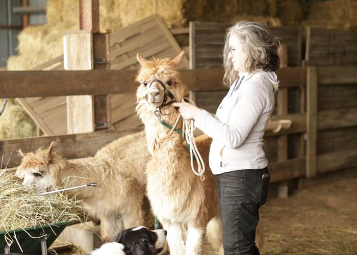 La médiation animale par les camélidés