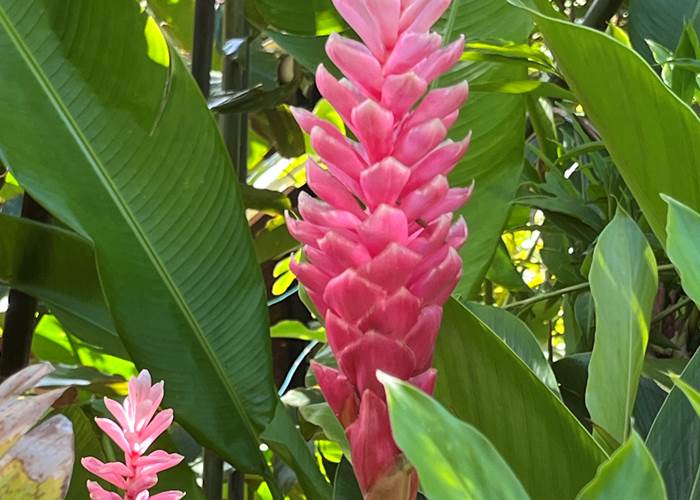 alpinia rose