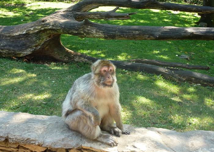 Forêt des Singes à Rocamadour © Lot Tourisme - E