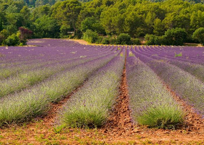 Champs de lavandes