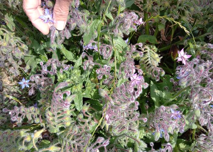 Récolte de plantes sauvages