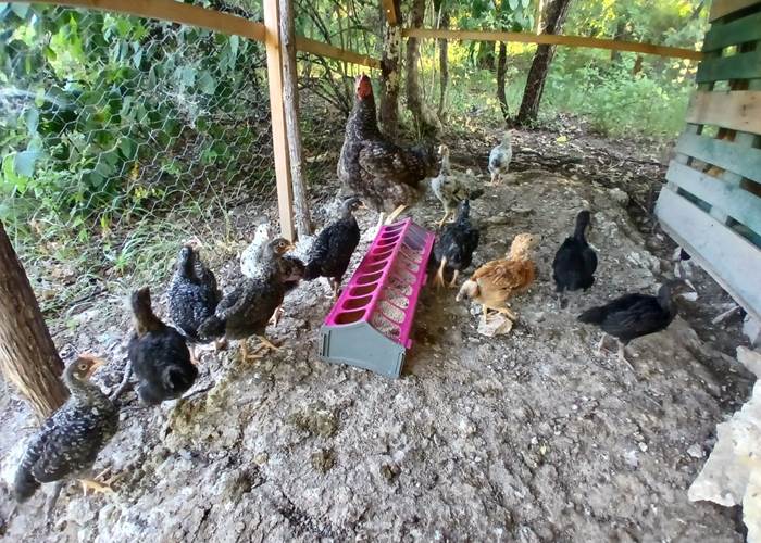 Le Bois des Gallines