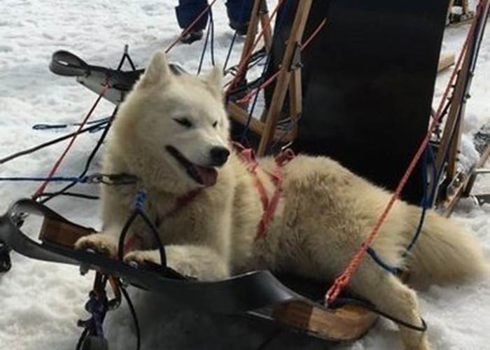 Chiens de traîneaux