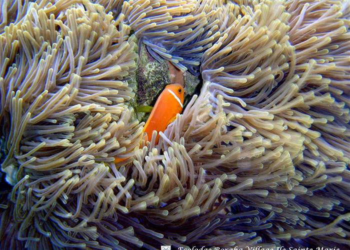 Faune Marine Boraha VIllage Ile Ste Marie Madagascar 04