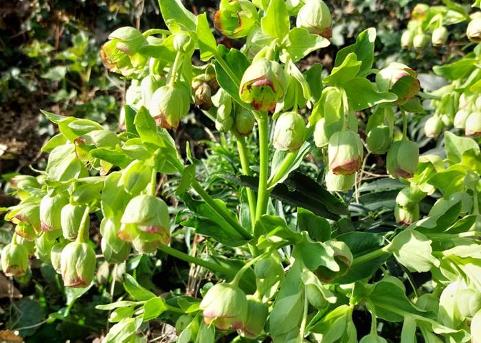 Les Longs Prés - Lompret, Chimay