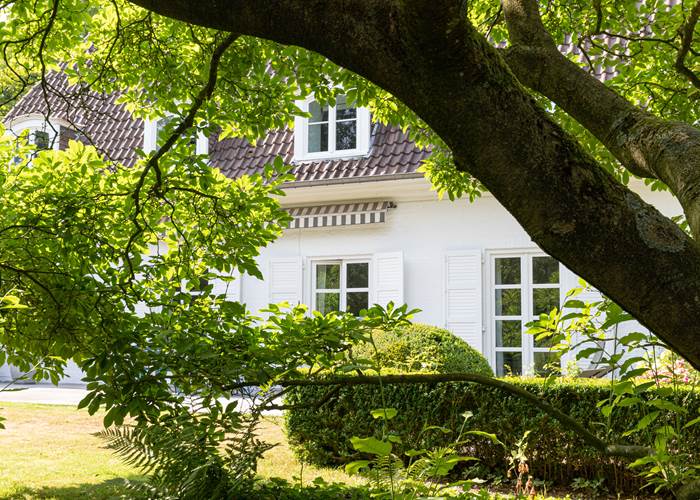 à l'ombre du magnolia