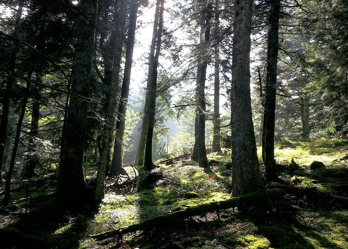 Féerie des sous-bois