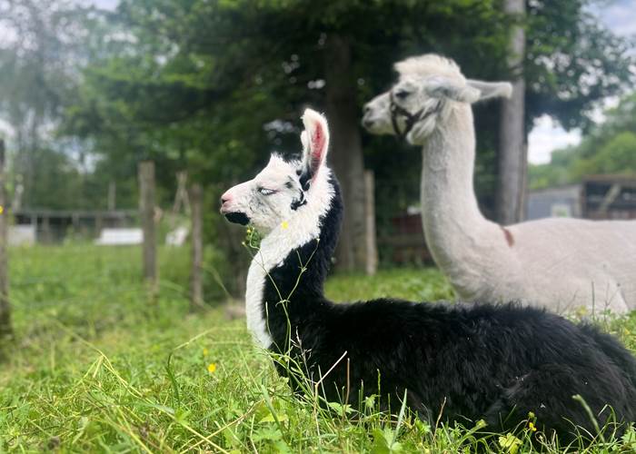 AU MILIEU DES LAMAS
