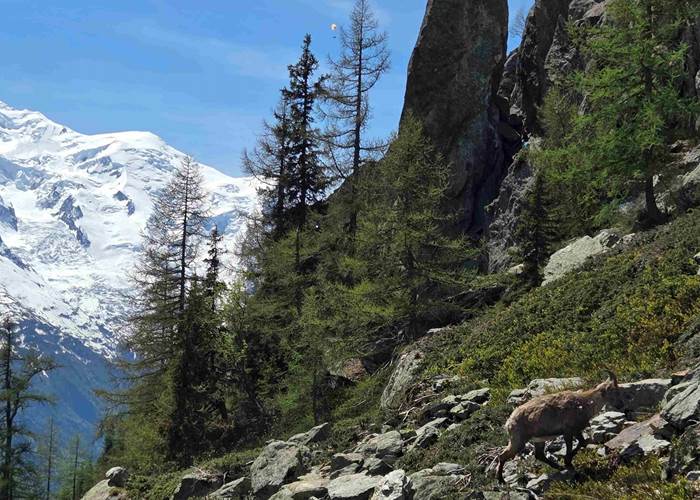 Aiguillette d'Argentière