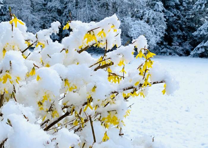 fleursdeforsythiasouslaneige-surprisedelinstant-neige-hiver-correze-sancy-montsducantal