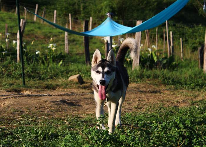 Scottish - Husky de Sibérie