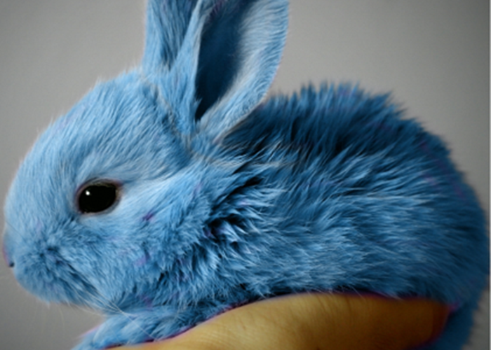 Gîte du Lapin Bleu