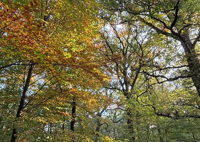 Les couleurs d'automne dans le bois des Waibes