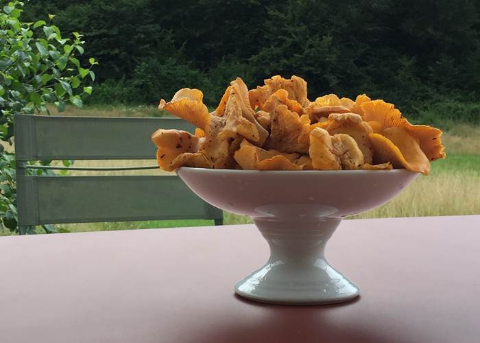 Cueillette des champignons