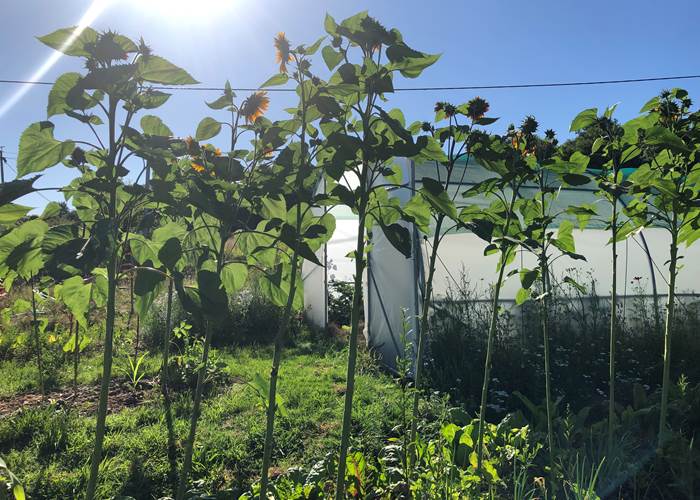 A l'ombre des tournesols géants