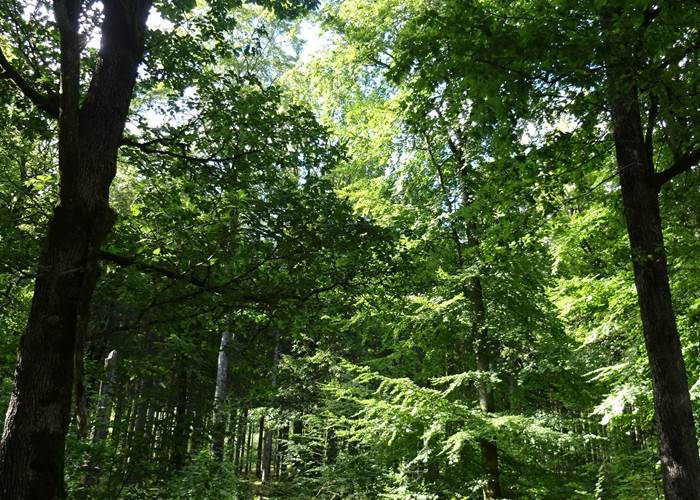 soleil dans le forêt