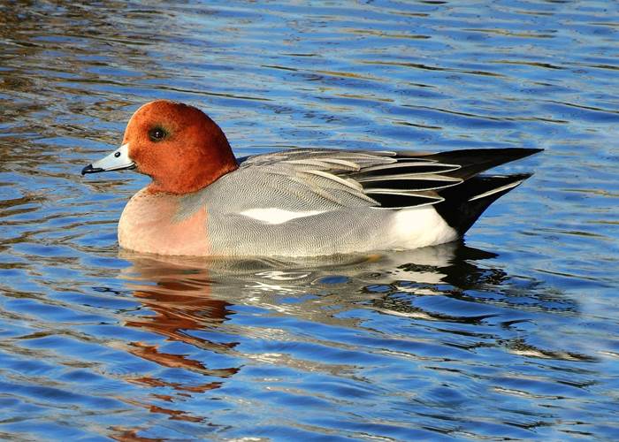 Canard siffleur