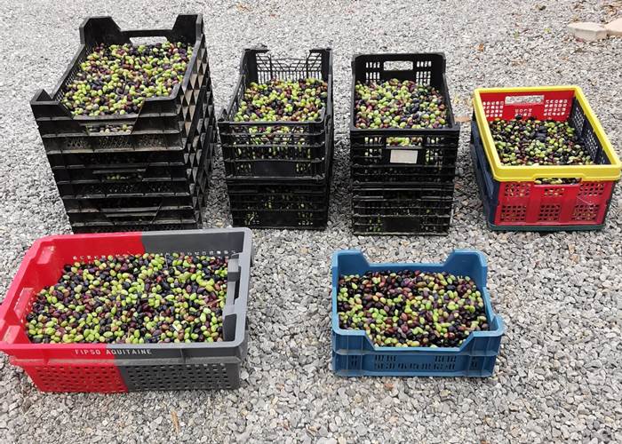 Récolte des olives à Le Coq du Nord-Mailhac