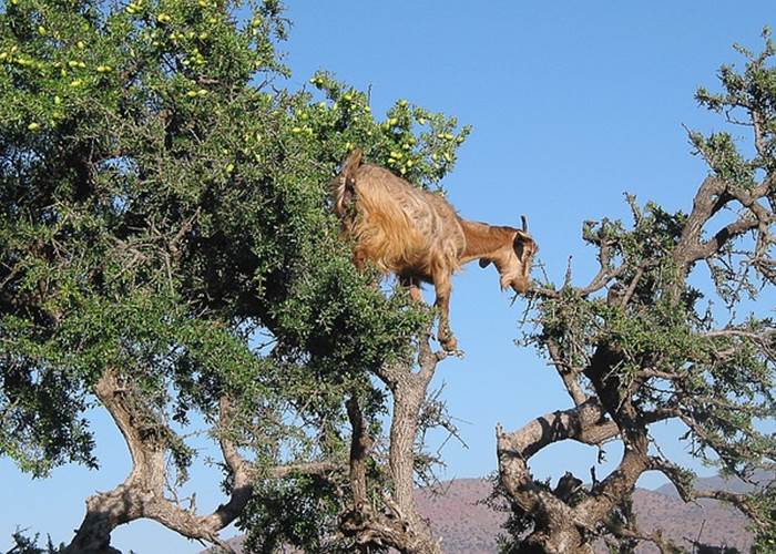 L'Arganier : Un Élixir de Jouvence
